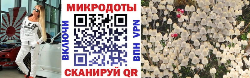 Псилоцибиновые грибы прущие грибы  Сортавала 